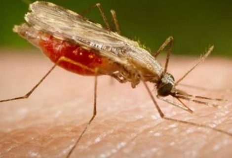 Bolivia reduce en un 94% los casos de malaria